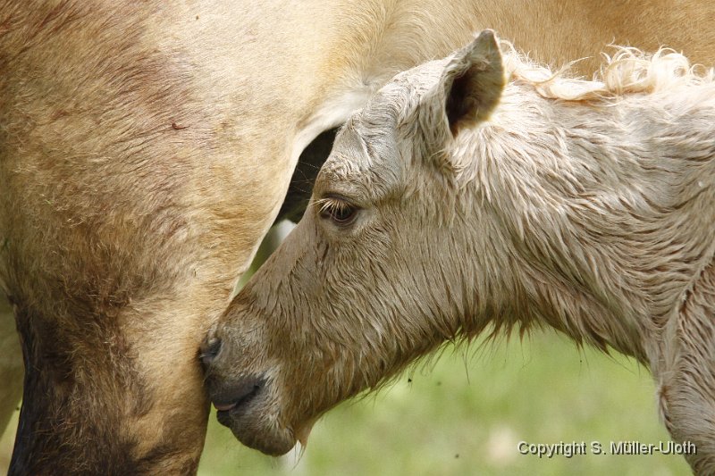 Hjoerdis 26 Min alt.JPG